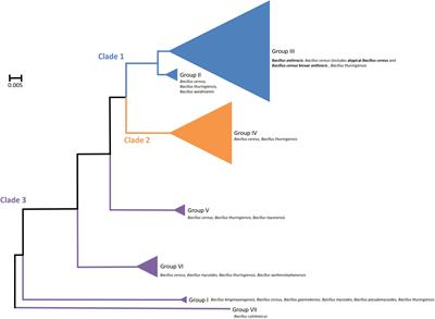 You Can’t B. cereus – A Review of Bacillus cereus Strains That Cause Anthrax-Like Disease